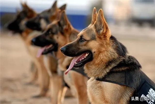2019年德国牧羊犬幼犬价格多少钱?为什么?如何养?