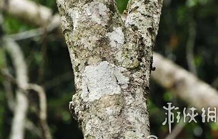 巨蛇伪装成莲蓬头吓死宝宝了!动物界的15大