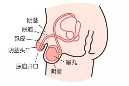 小鸡鸡的图片