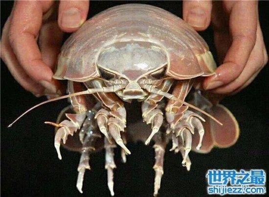 巨型木虱能长到手掌大小,是一种很难见的物种