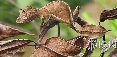 巨蛇伪装成莲蓬头吓死宝宝了!动物界的15大