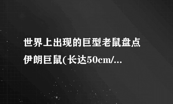世界上出现的巨型老鼠盘点 伊朗巨鼠(长达50cm/重达10斤)