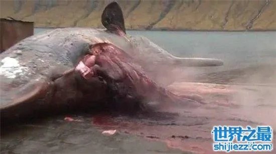 巨头鲸爆炸毫无预兆,居然在死后尸体自然爆炸