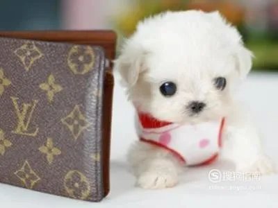 茶杯狗好养吗，饲养茶杯犬的经验