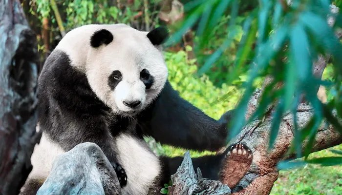 古时候有食铁兽之称的动物是 古时候有食铁兽之称的动物是什么