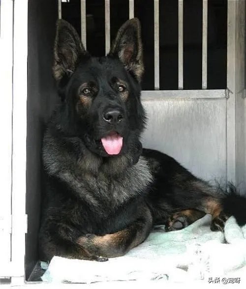 2019年德国牧羊犬幼犬价格多少钱?为什么?如何养?