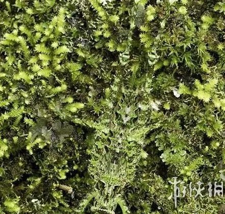 巨蛇伪装成莲蓬头吓死宝宝了!动物界的15大