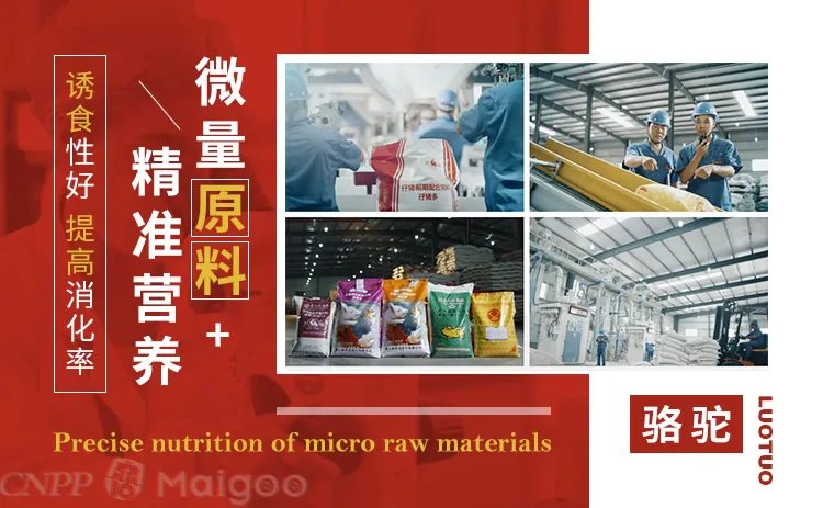 品牌榜:2023年猪饲料十大品牌排行榜 投票结果公布【新】