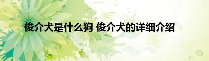俊介犬是什么狗 俊介犬的详细介绍