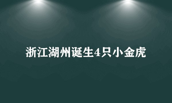 浙江湖州诞生4只小金虎