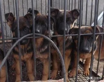 2019年德国牧羊犬幼犬价格多少钱?为什么?如何养?