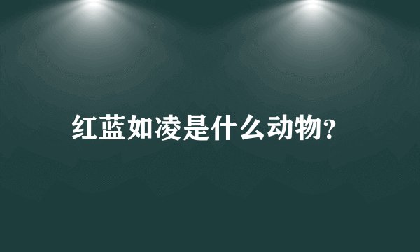 红蓝如凌是什么动物?