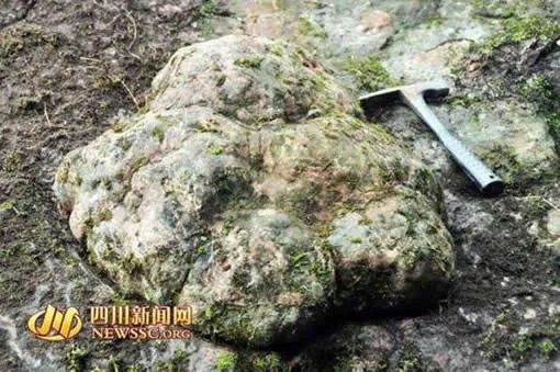 四川巨型恐龙足迹：直径约60cm 厚度达20cm