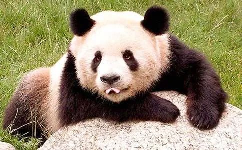 大熊猫的资料