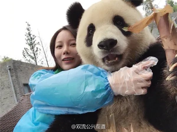 萌翻了!大熊猫与妹子合影居然会自己找角度