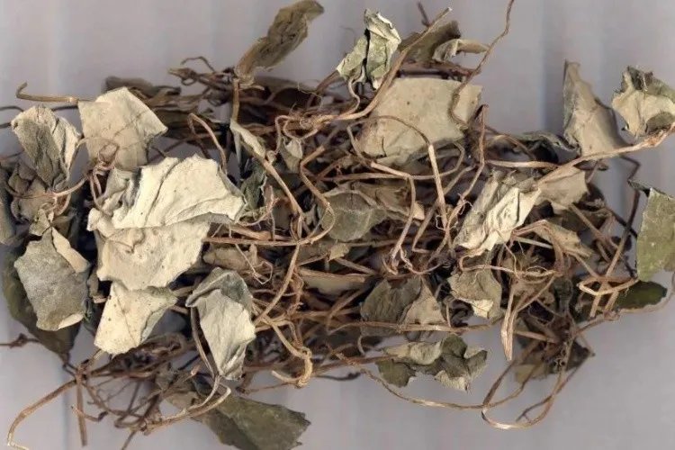 金钱草图片功效与作用