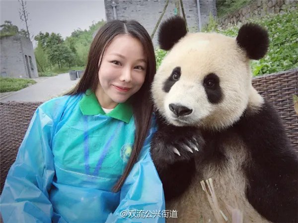 萌翻了!大熊猫与妹子合影居然会自己找角度