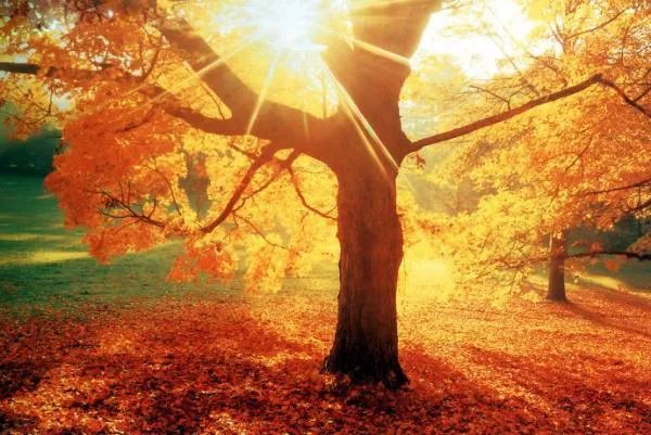 王士祯的诗句：几行红叶树，无数夕阳山。是什么意思？