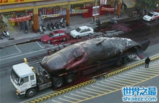 巨头鲸爆炸毫无预兆,居然在死后尸体自然爆炸