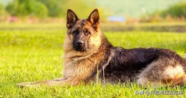 2019年德国牧羊犬幼犬价格多少钱?为什么?如何养?