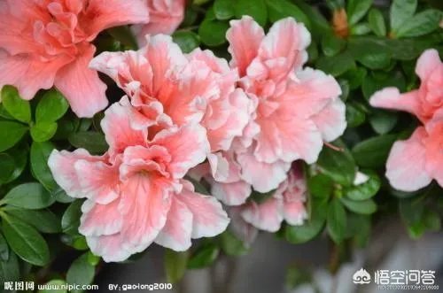 杜鹃花近日刷爆朋友圈，却为何被告诫勿再买？