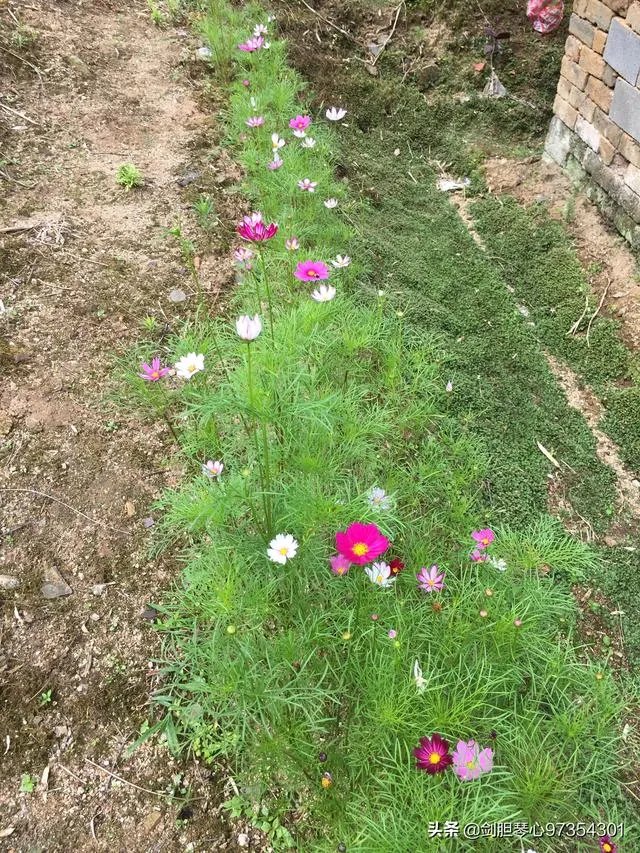 淘宝花店有没有推荐的?