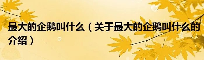 最大的企鹅叫什么（关于最大的企鹅叫什么的介绍）