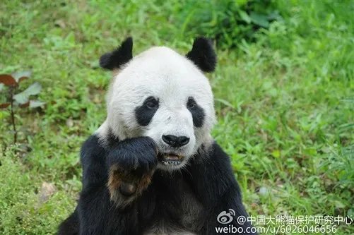 传奇大熊猫去世:全球圈养1/4都是她生的