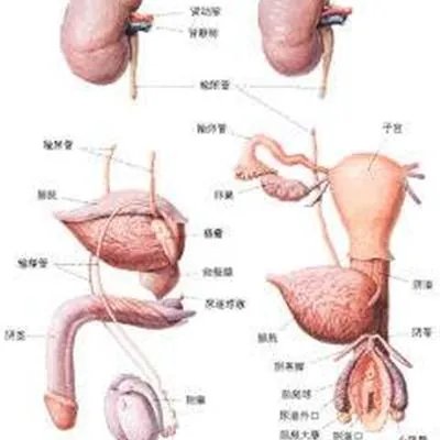 北京包茎什么原因?