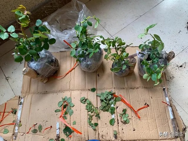 淘宝花店有没有推荐的?