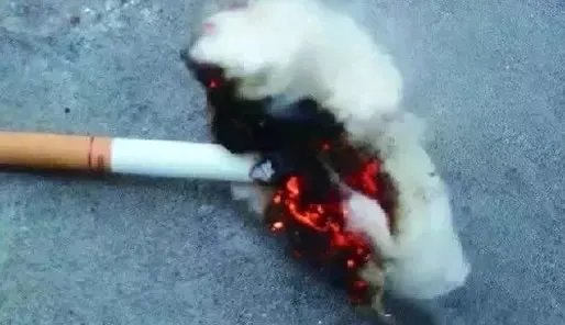 高空烟头点燃小区画面:具体经过详情结果怎样