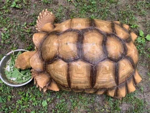 乌龟离家出走74天只走了200米,具体是什么情况?