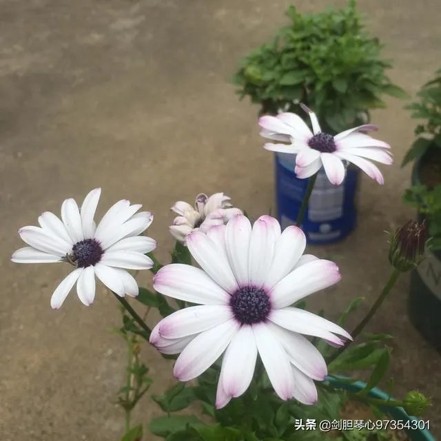 淘宝花店有没有推荐的?
