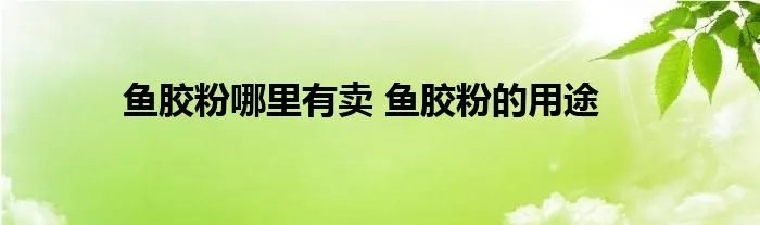 鱼胶粉哪里有卖 鱼胶粉的用途