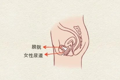 尿道图
