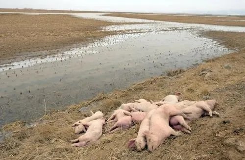 景德镇一养猪场大批死猪致污染,后续是否对此进行了整改呢?