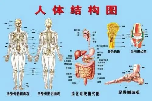 脏器解剖图