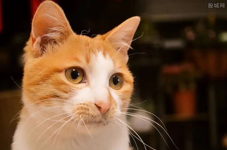 南非诞生双脸小猫 宠物猫品种哪种好