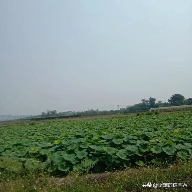 袁隆平称中国不会出现粮荒，你平时更喜欢吃米饭还是馒头？