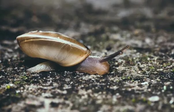 雨后不少蜗牛爬到水泥墙上是在做什么