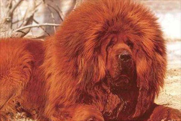 小藏獒是人们最爱饲养的一个品种,纯种小藏獒的价格是多少呢?