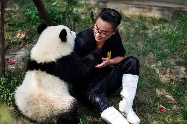 首个中国大熊猫国际形象出炉,它的使用渠道都有哪些?