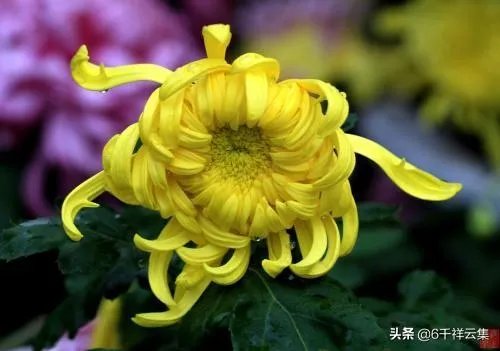 陈林坚23+5三分帮助福建逆转天津,他的三分球能力这么强,为何李楠不带他?