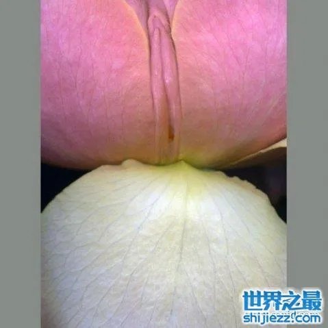 最真实的女人私长处啥样图片,擦下口水禁止幻想