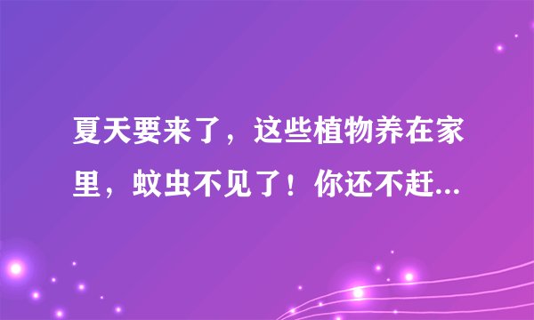 夏天要来了，这些植物养在家里，蚊虫不见了！你还不赶紧养一盆？