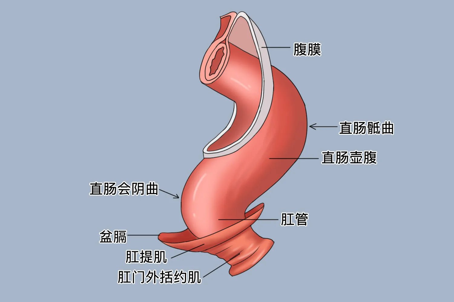 壶腹部在哪个位置图片