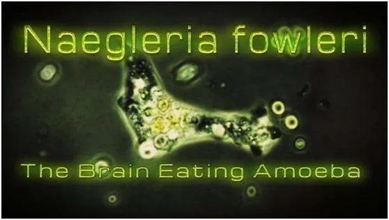 食脑虫正穿越美国向北迁移，食脑虫到底是啥？