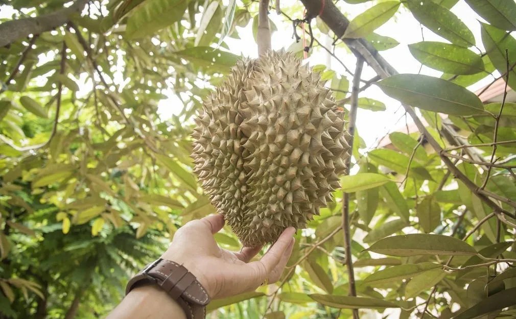 榴莲贵不是没有原因的,榴莲为何会这么贵?