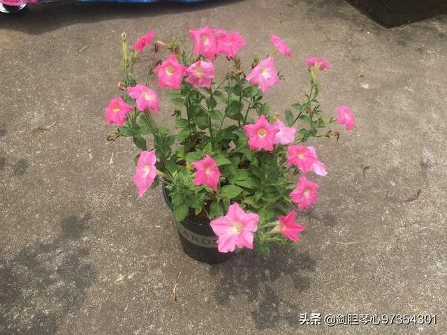 淘宝花店有没有推荐的?