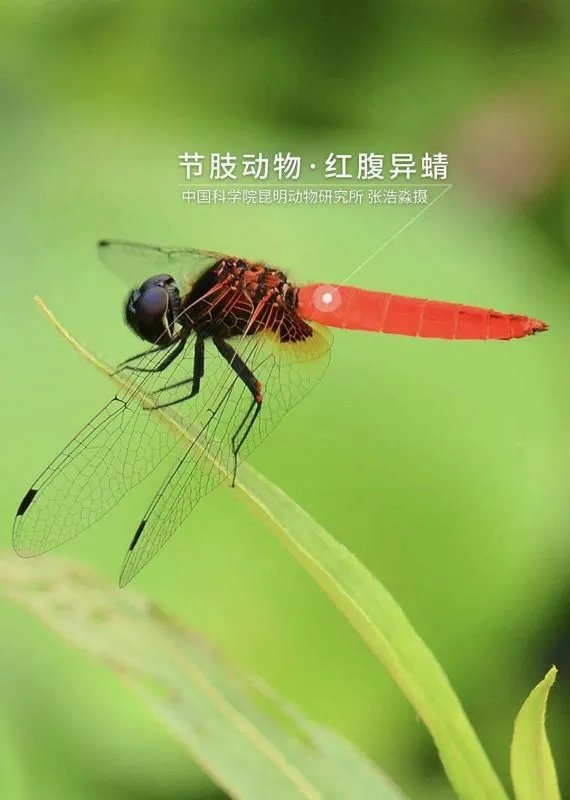 海南首次发现红腹异蜻,红腹异蜻是益虫还是害虫?
